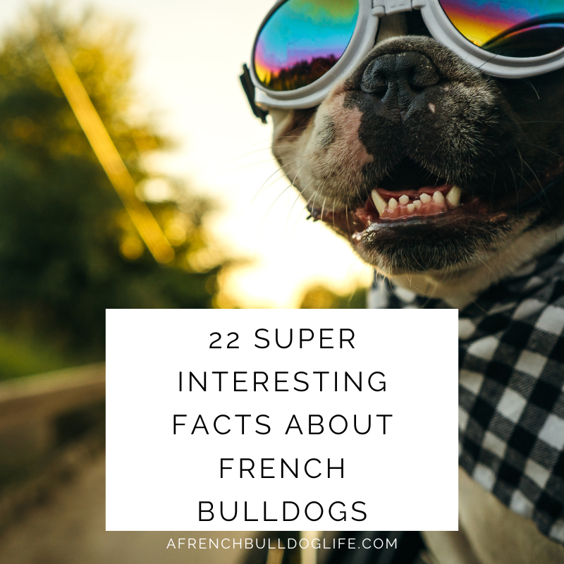 22 super interesting facts about french bulldogs