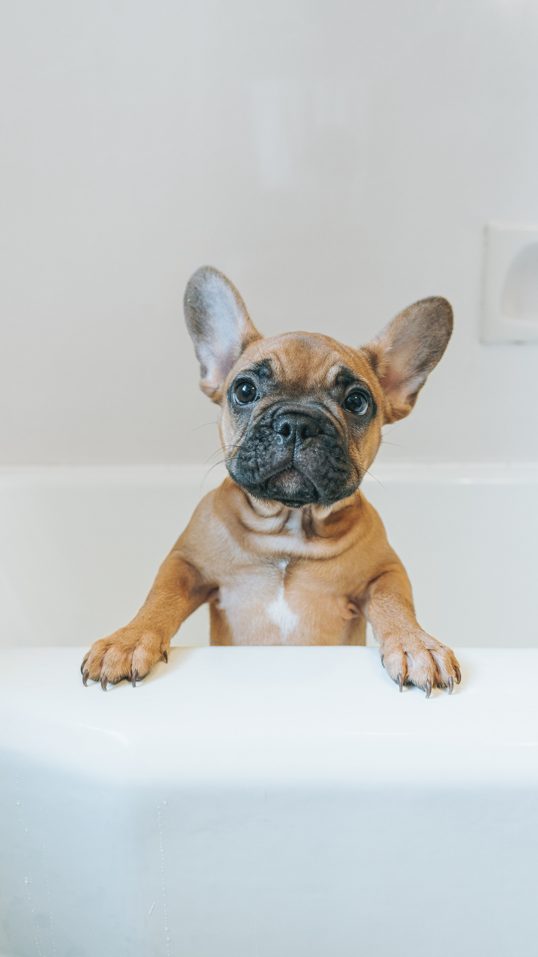 Bathing and grooming French Bulldogs