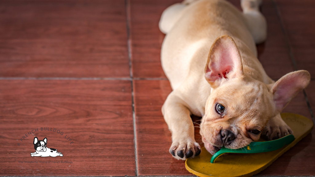 Tips to puppy proof your home