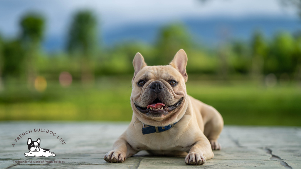 French bulldogs are Energetic and playful