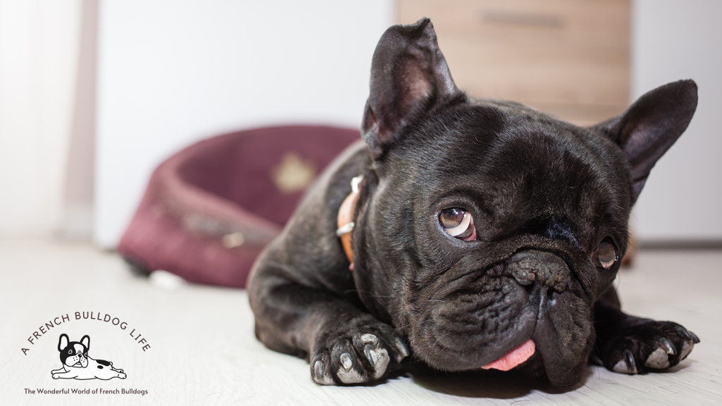 Interesting facts about French bulldogs