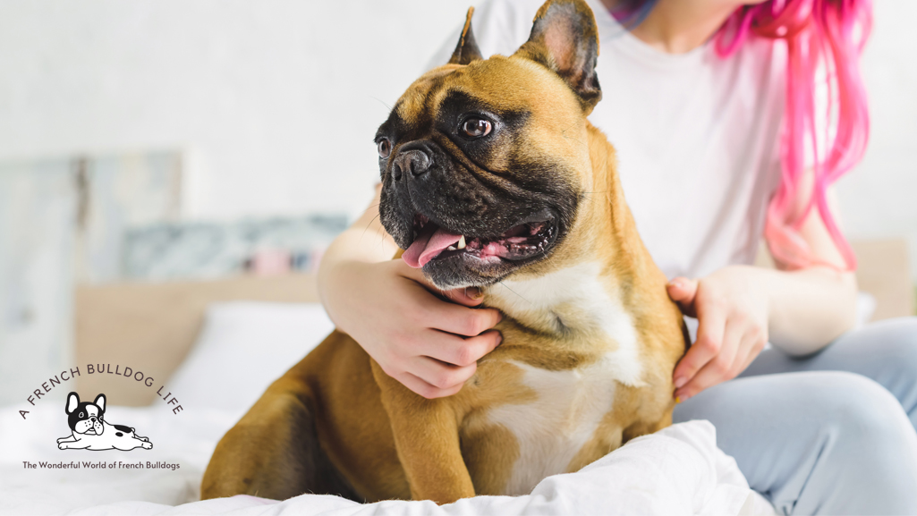 pros and cons of a french bulldog