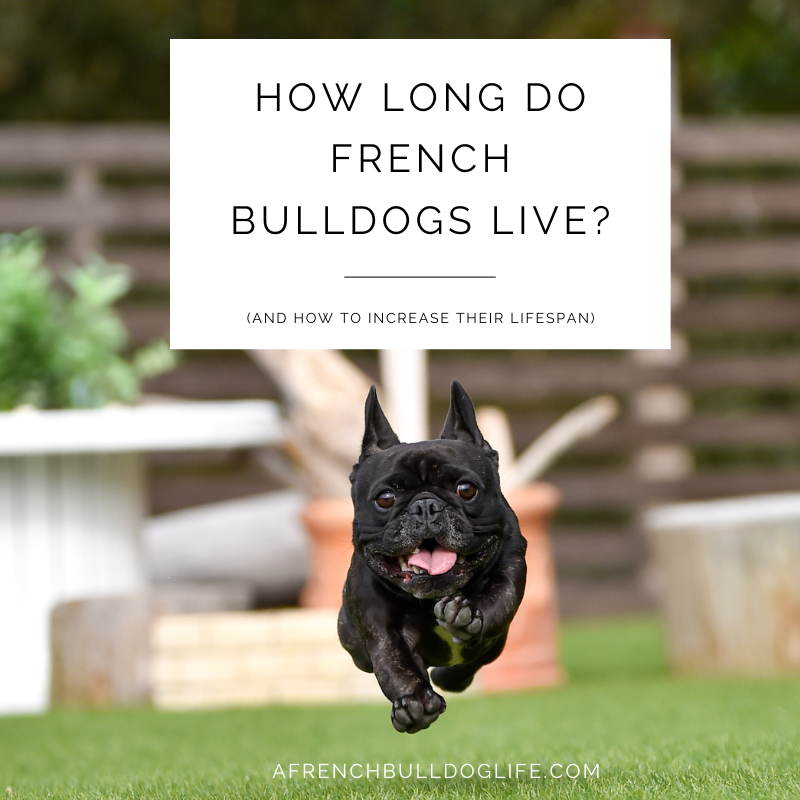 How long do french bulldogs live