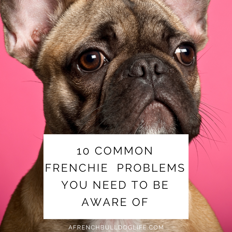 10 common frenchie problems you need to be aware of