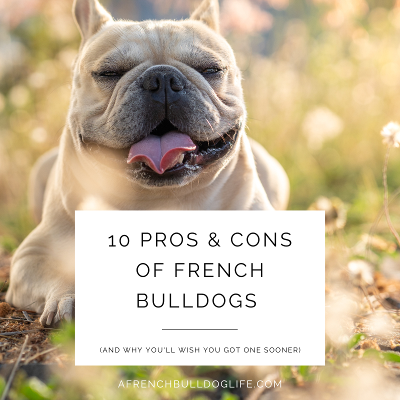 10 pros and cons of french bulldogs