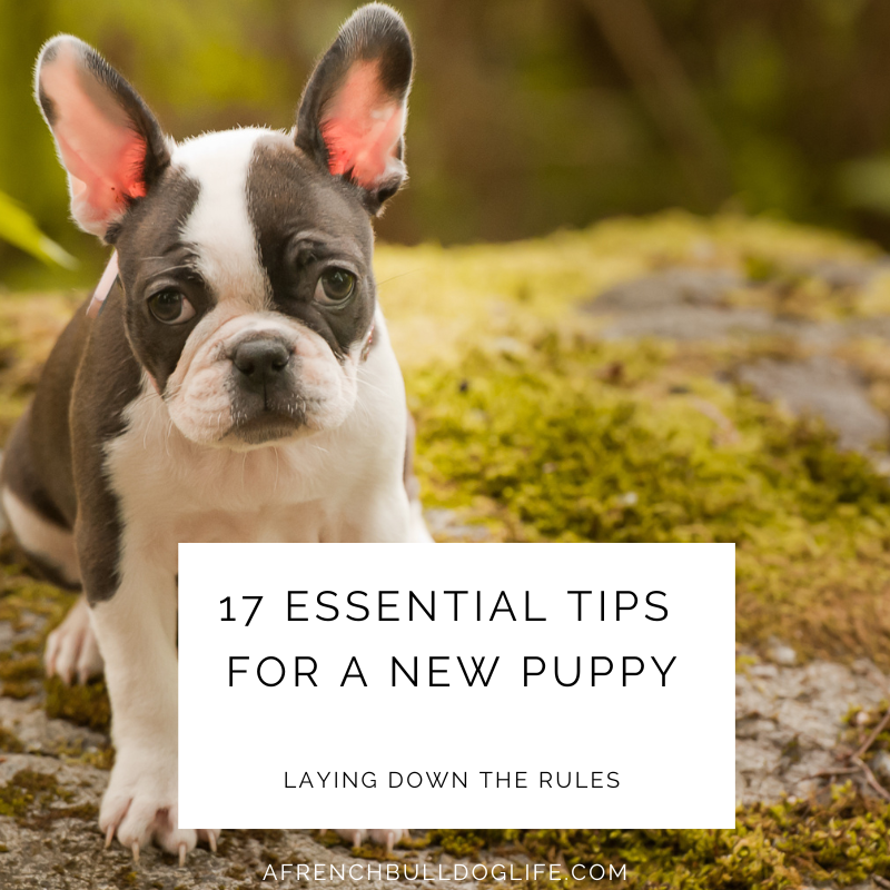 17 Essential tips for a new dog