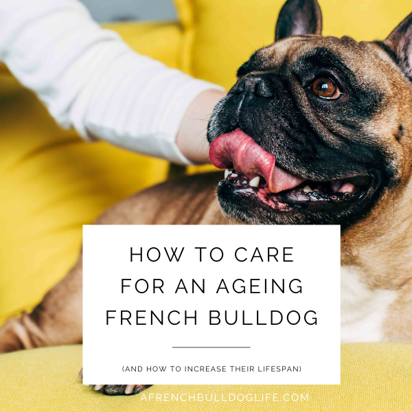 Ageing French Bulldog