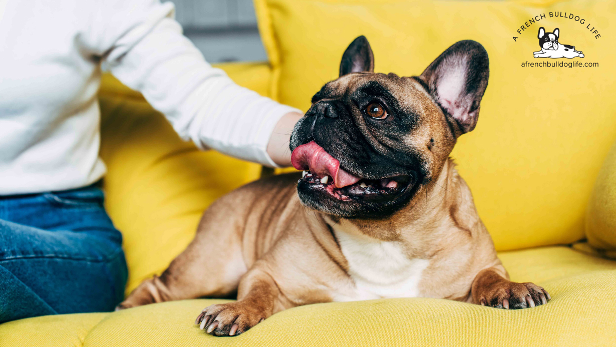 How to care for an ageing french bulldog