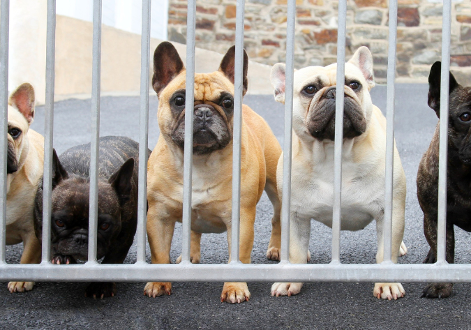 How to prepare for a French Bulldog puppy