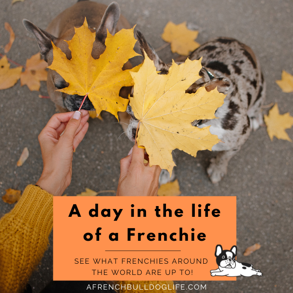 A day in the life of a Frenchie