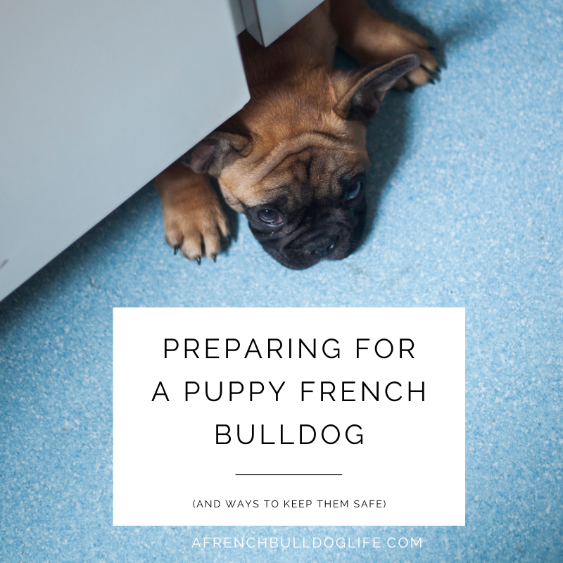 Preparing for a puppy French bulldog
