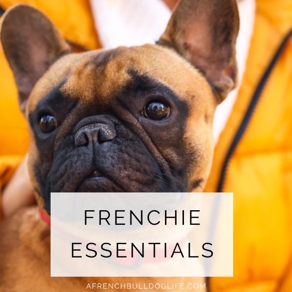 essentials for owning a french bulldog