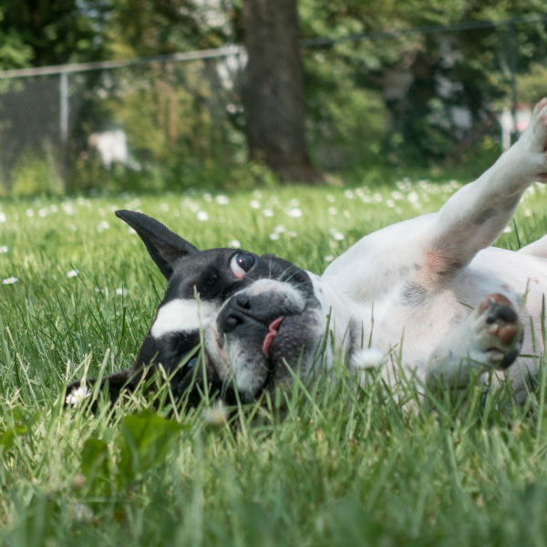 fun facts & quirks of a french bulldog