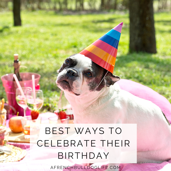 Best ways to celebrate your dogs birthday
