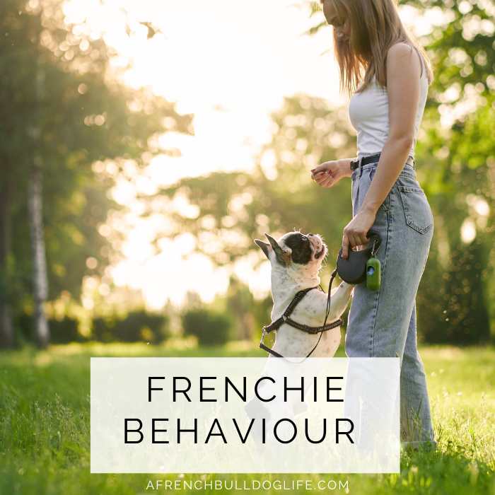 French bulldog behaviour and traits