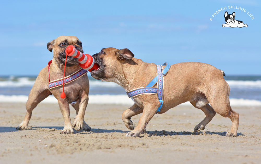 Take your frenchie out to the beach or park for socialisation