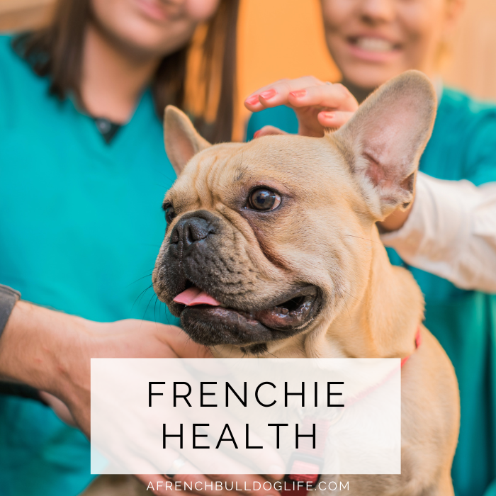 What to expect with Frenchies and their health