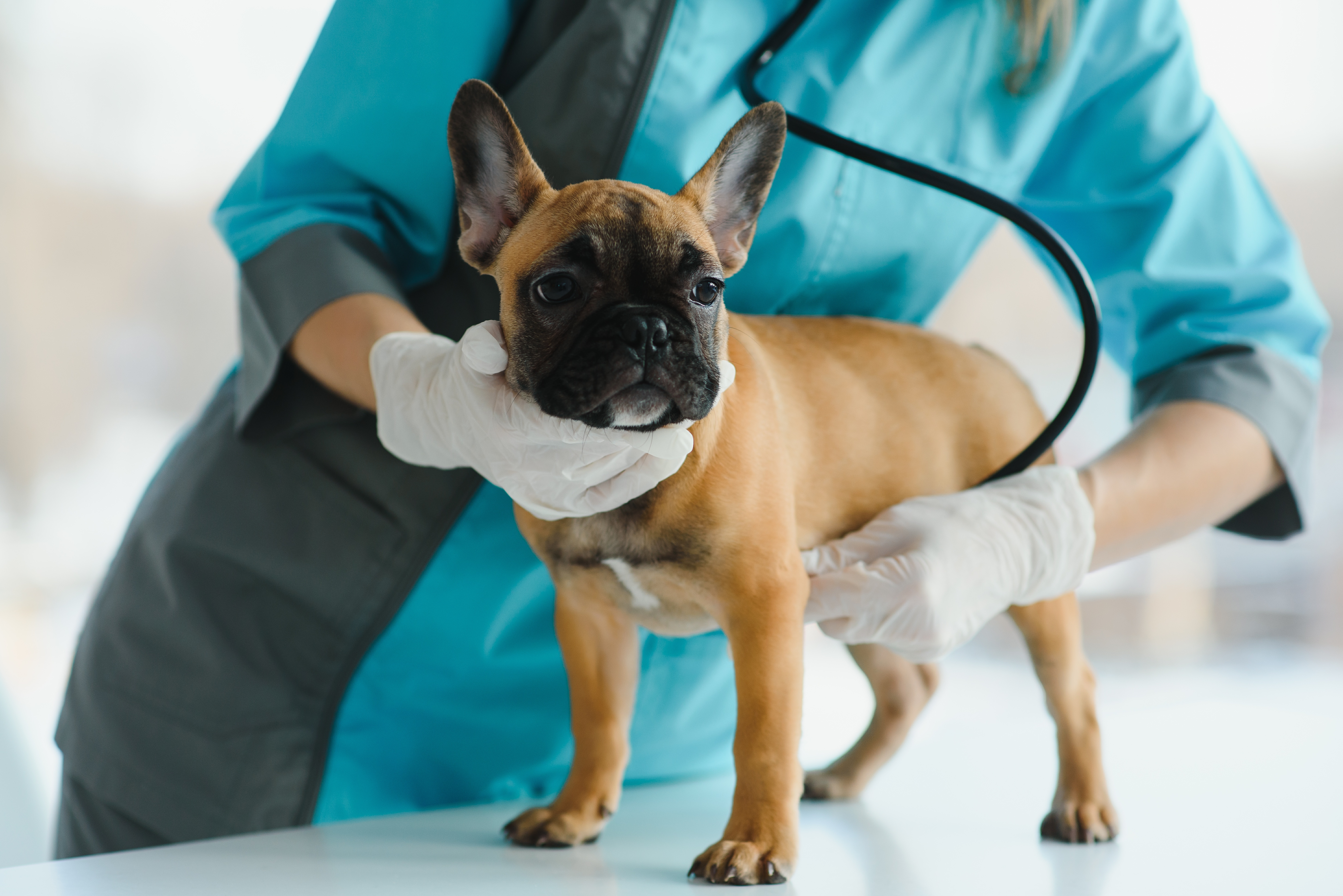 french bulldog health conditions worth checking out