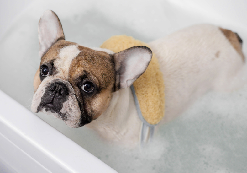 french bulldog in the bath