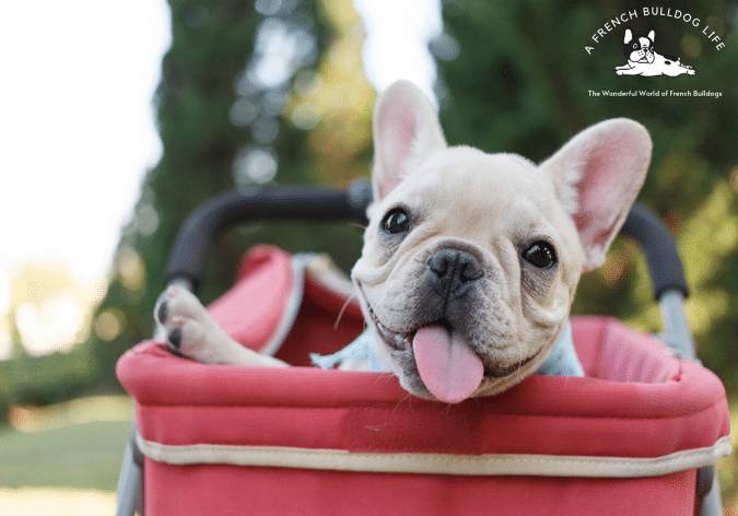 Best dog stroller for frenchies
