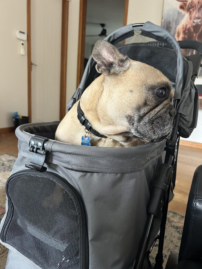 French bulldog in  small 
dog carrier upright