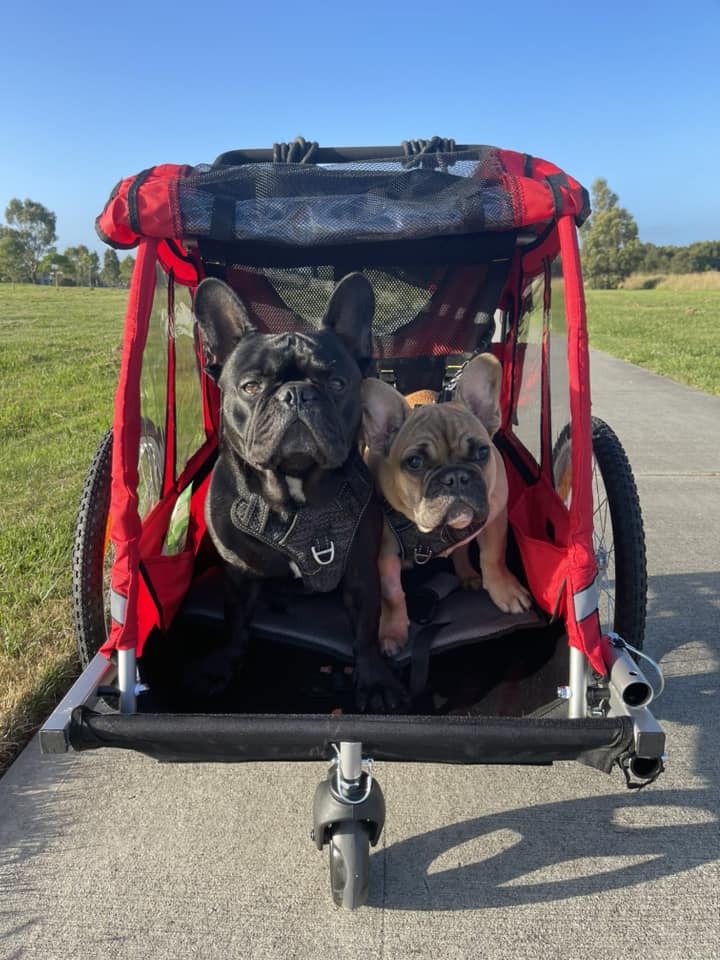 Frenchies enjoying the day out in a bike carrier