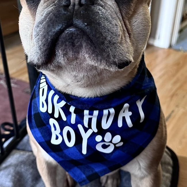Birthday boy bandana french bulldog