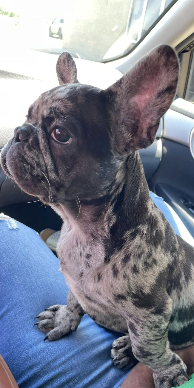 Blue the frenchie