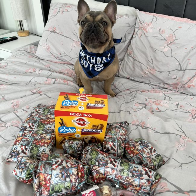 Chaz frenchie on his birthday surroned by gifts