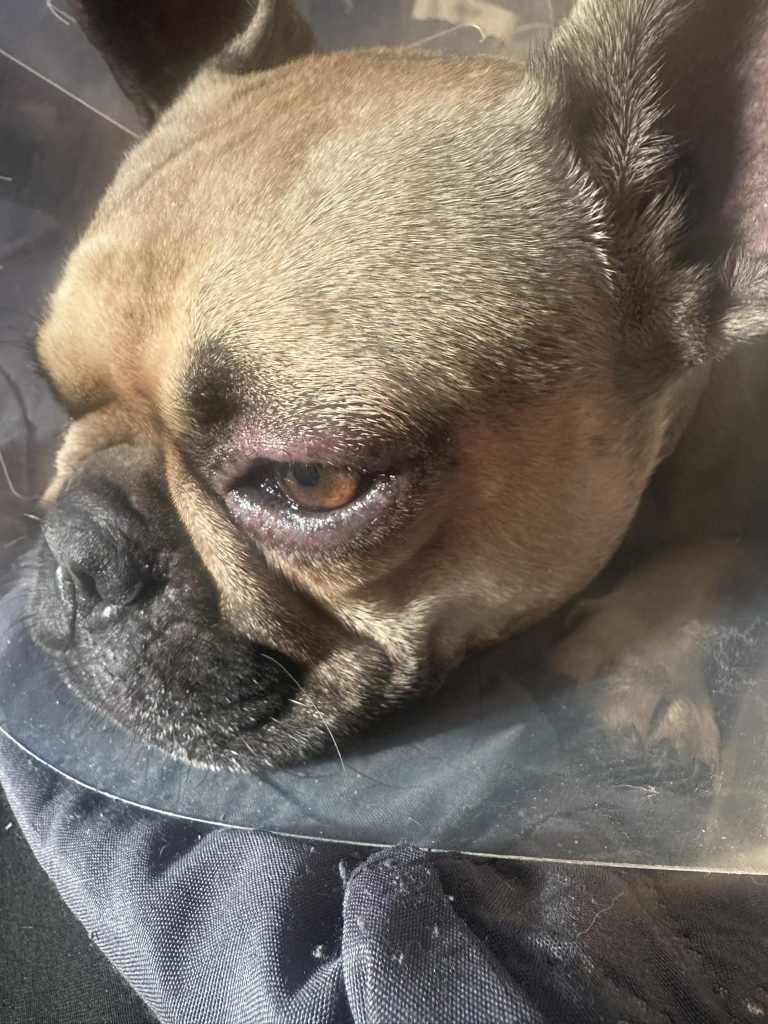 Eye irritation allergy on french bulldog
