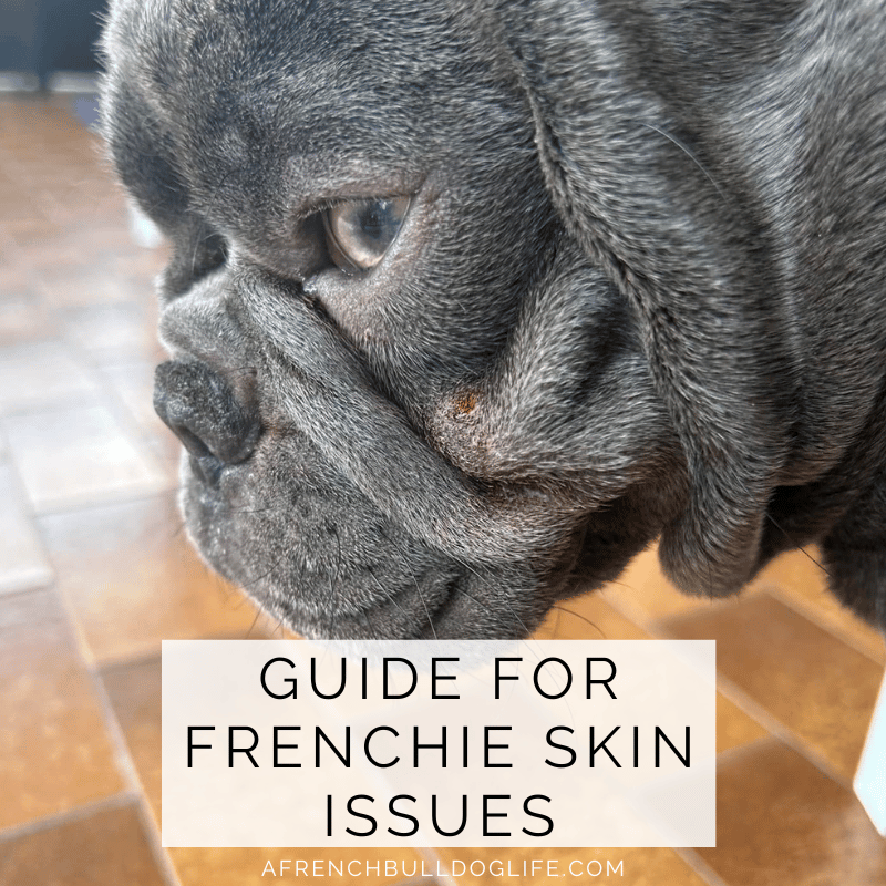 Guide for Frenchie skin issues