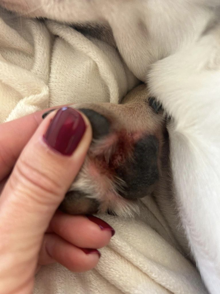 Paw inflammation on a frenchie possible yeast infection