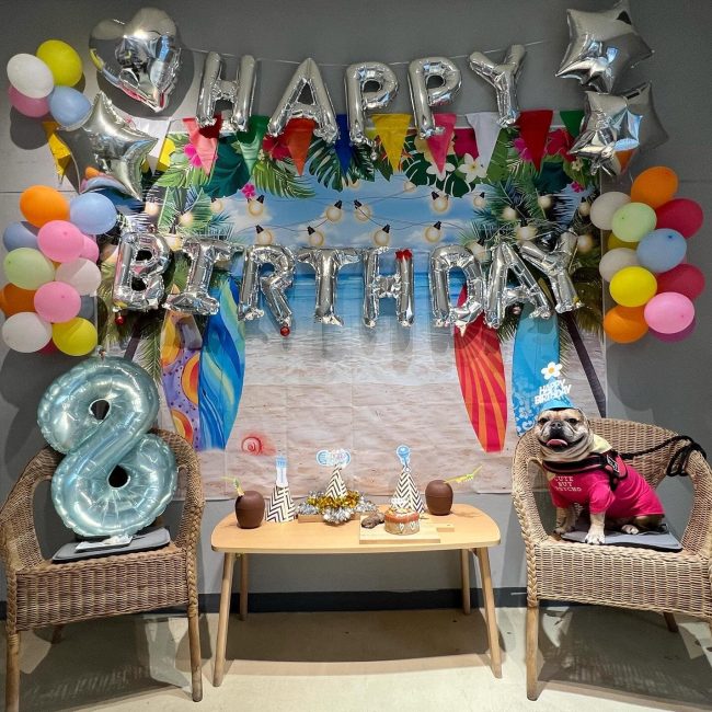 best birthday party display for a frenchie
