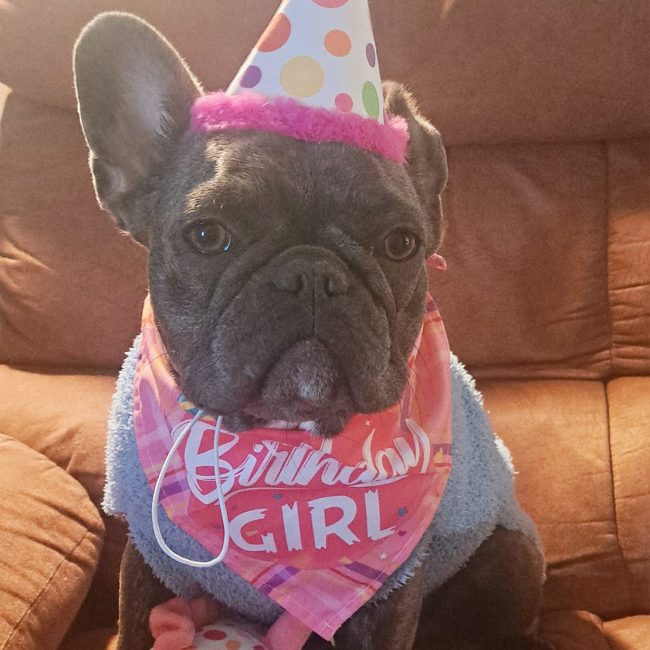 birthday girl outfit for frenchie