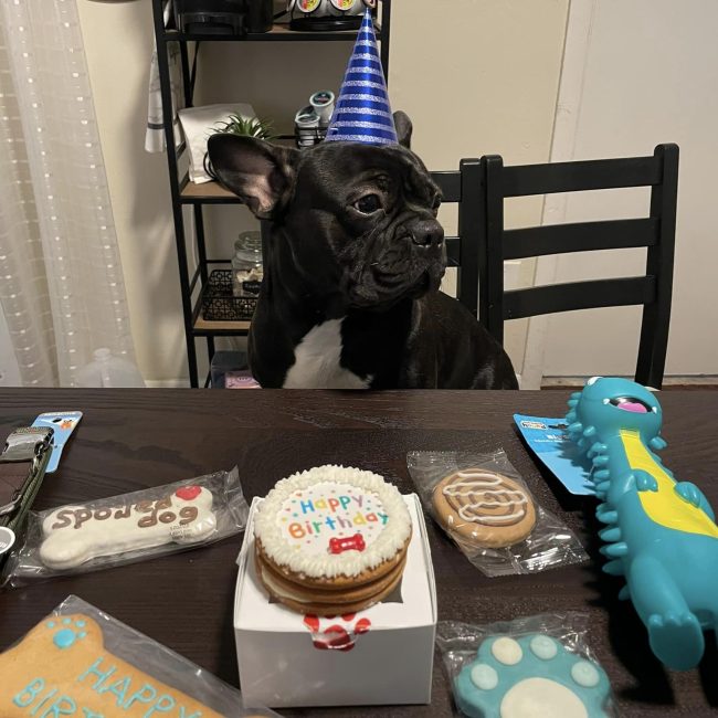lucky puppy on his birthday
