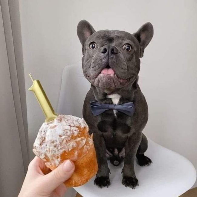 special pup cake for jack the frenchie